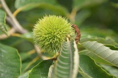 黃金板栗種植|板栗該如何種植？板栗的種植技術和管理方法